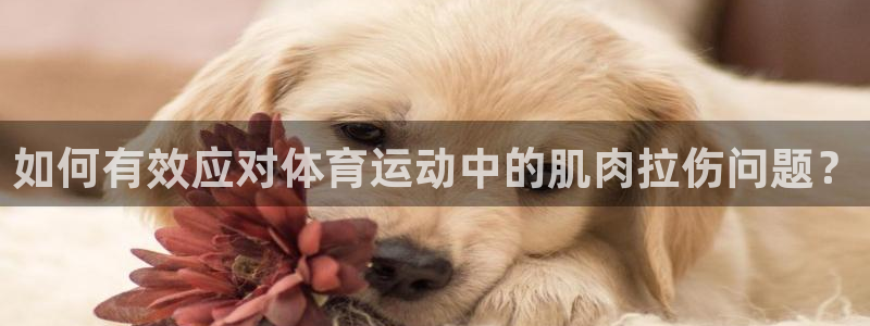 ug环球官网登录入口：如何有效应对体育运动中的肌肉拉伤问题？