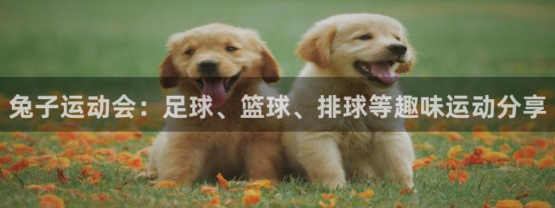 ug环球官网注册：兔子运动会：足球、篮球、排球等趣味运动分享